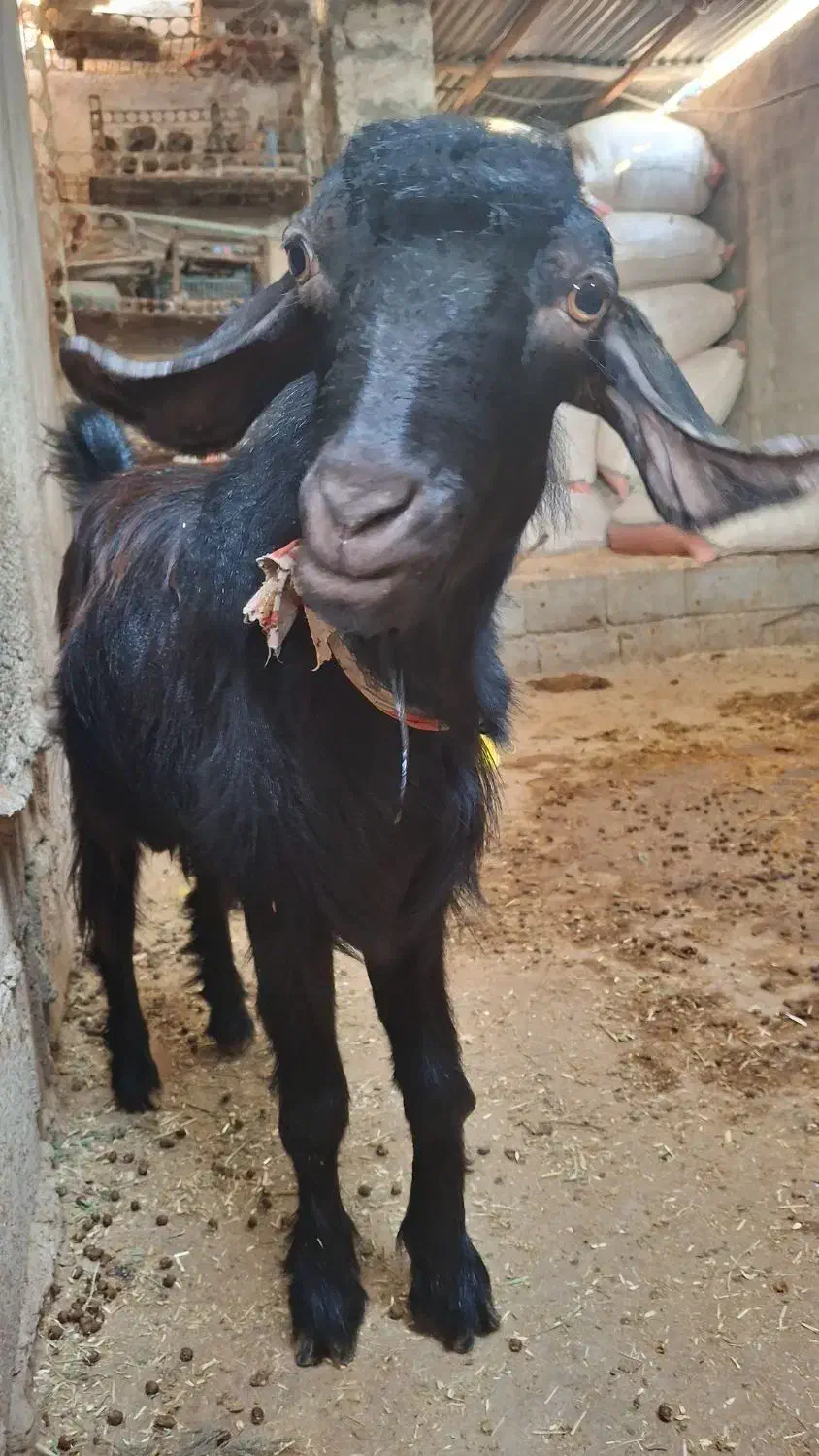 کره نر چاق سالم سرحال  (تخفیف خوب پای معامله)|حیوانات مزرعه|آبپخش, |دیوار