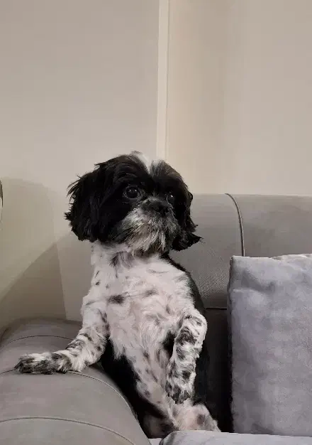 سگ گمشده|حیوانات|مشهد, تربیت (صدف)|دیوار