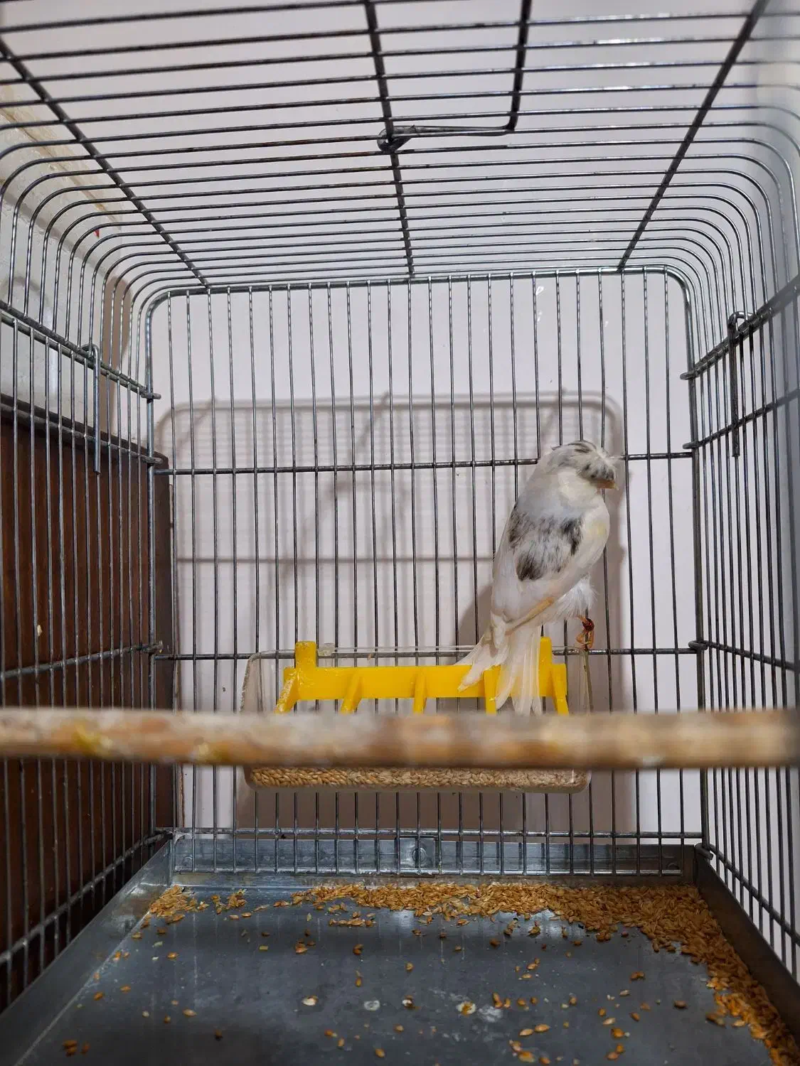 گلستر اورجینال|پرنده|اندیشه, شهرک صدف|دیوار