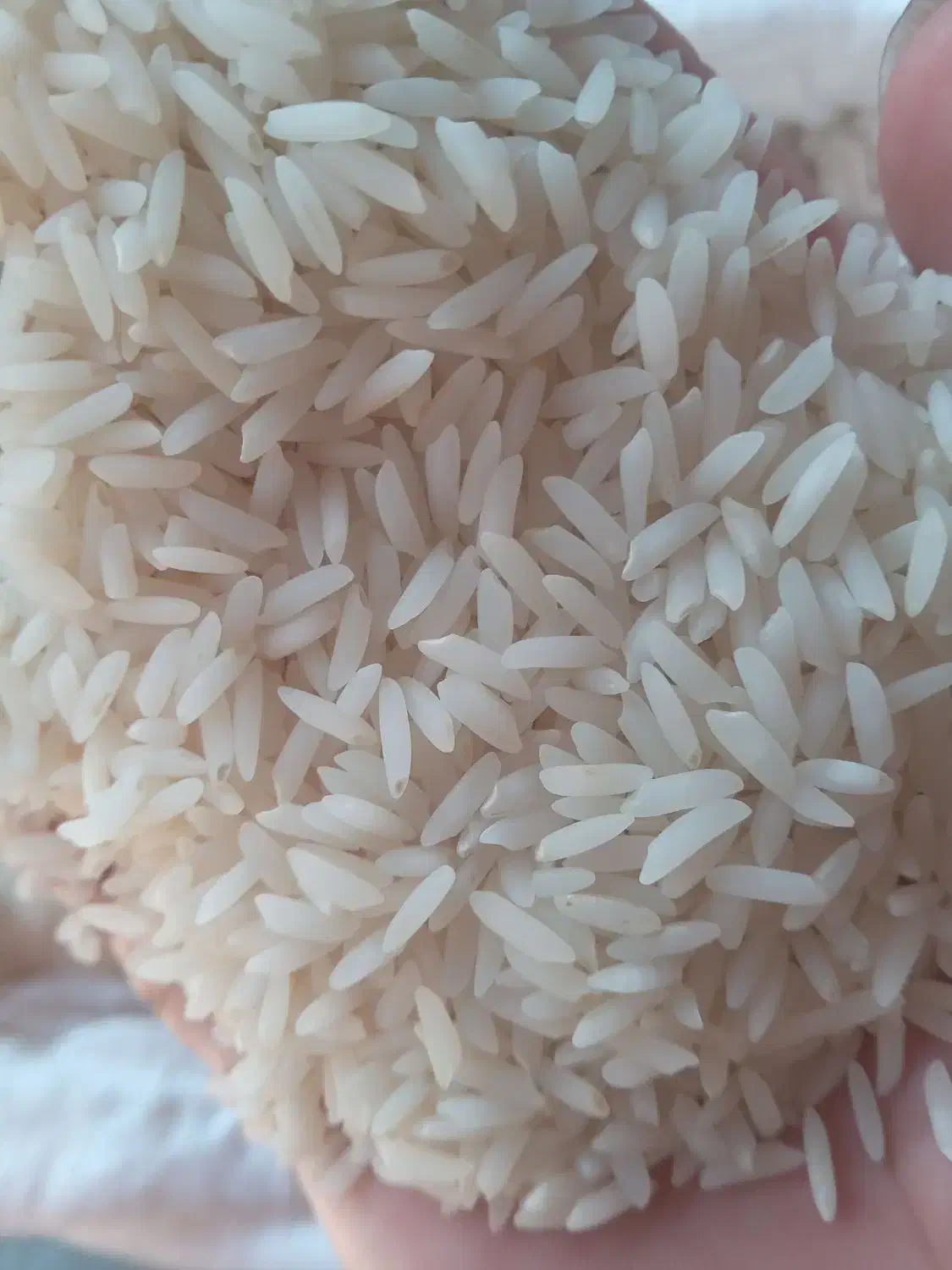 برنج طارم هاشمی درجه یک در حد بوجار|خوردنی و آشامیدنی|فریدون‌کنار, |دیوار