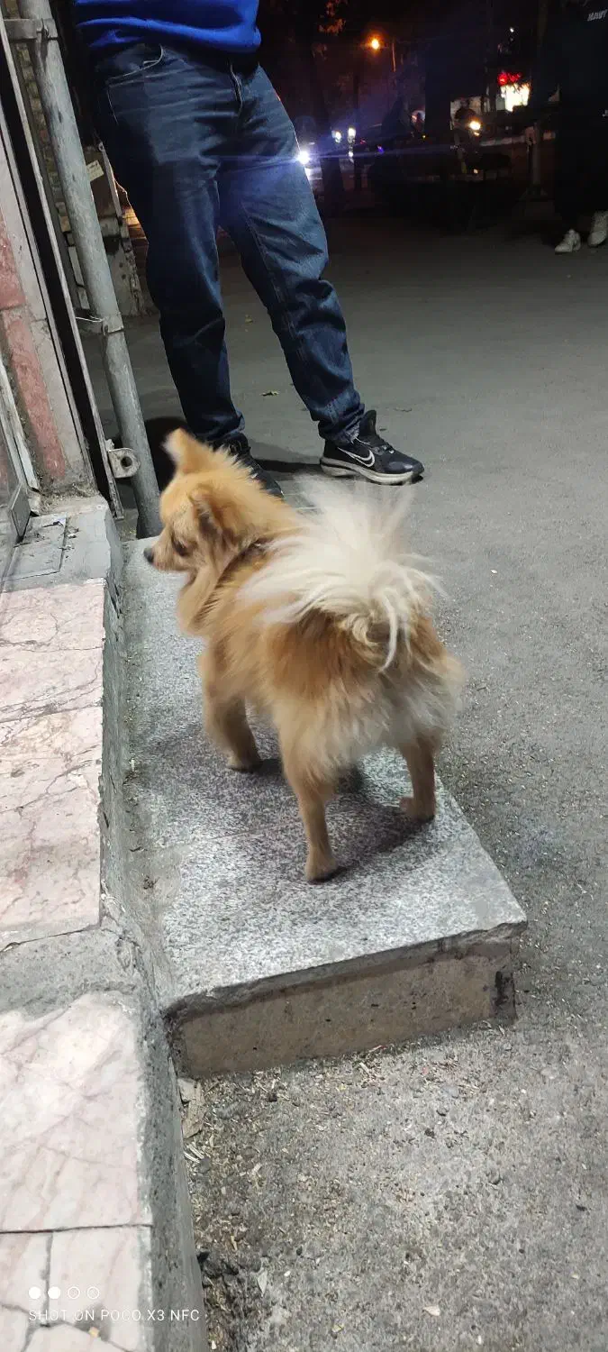 واگذاری سگ پامرریزریز|سگ|مشهد, سعد آباد|دیوار