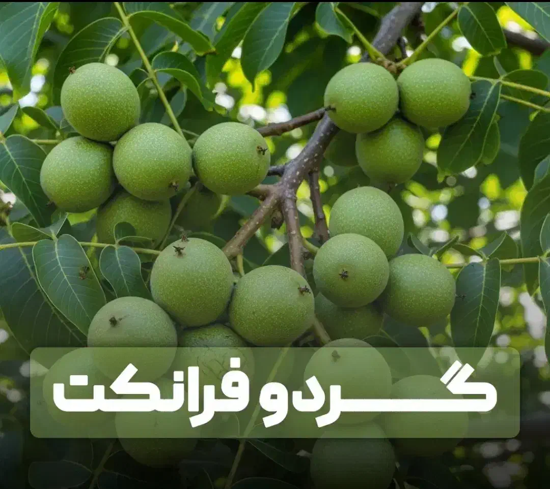 فروش ویژه انواع نهال گردو سه ساله 150تومان|خدمات باغبانی و درختکاری|تهران, قلمستان|دیوار