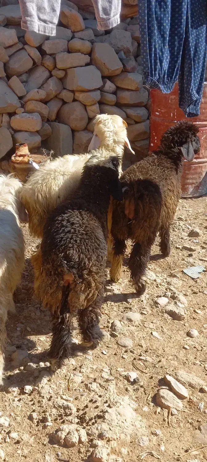 ۳بره|حیوانات مزرعه|اندیکا, |دیوار