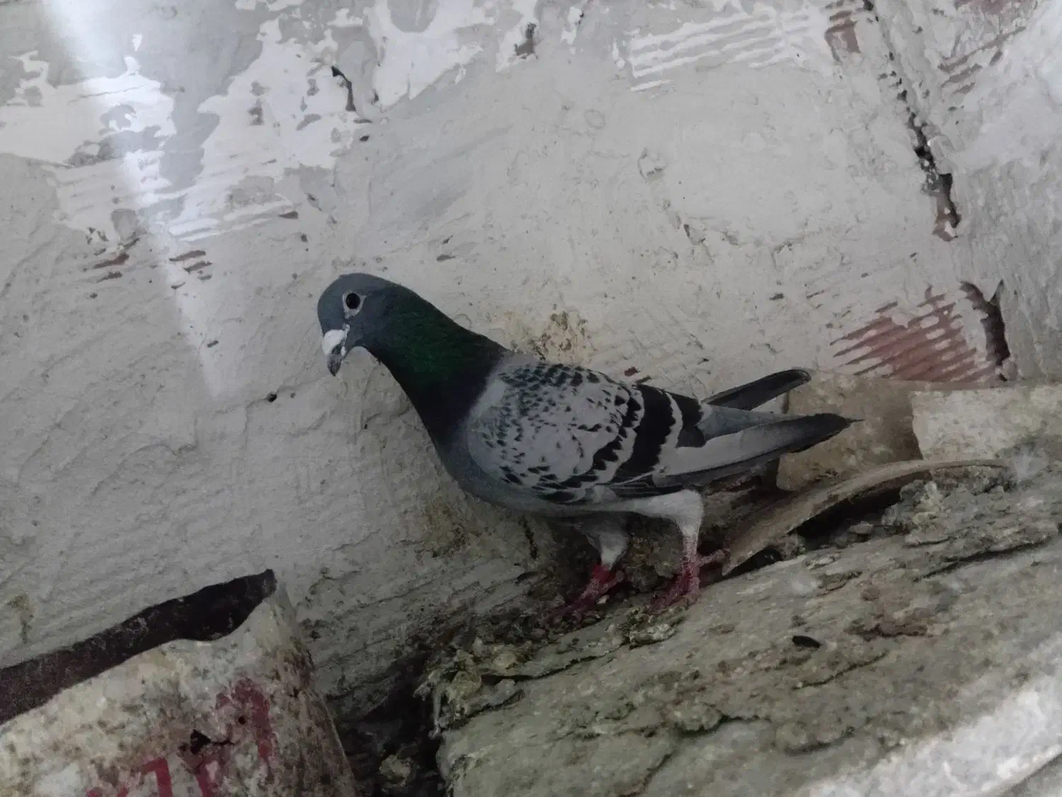 کبوتر|پرنده|اردبیل, |دیوار