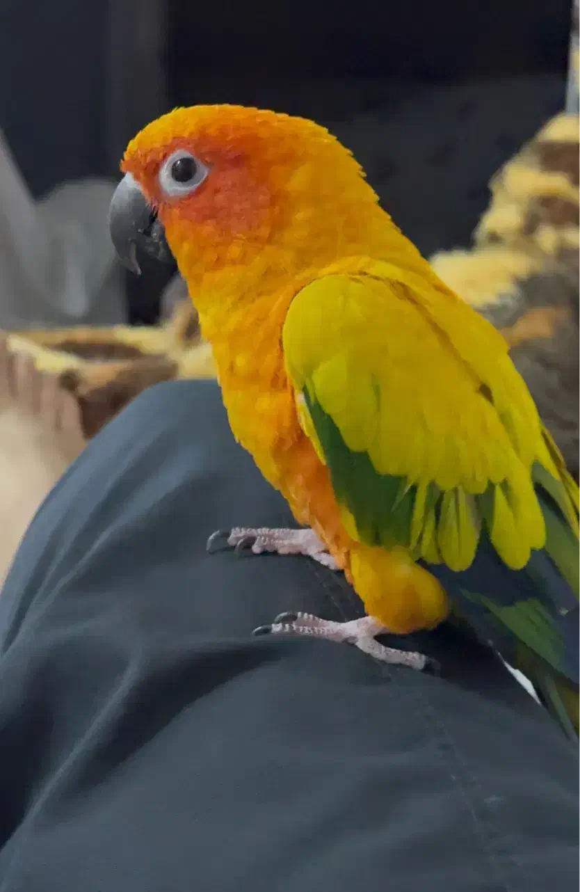 فروش جفت طوطی سانکانور|پرنده|اهواز, زرگان|دیوار