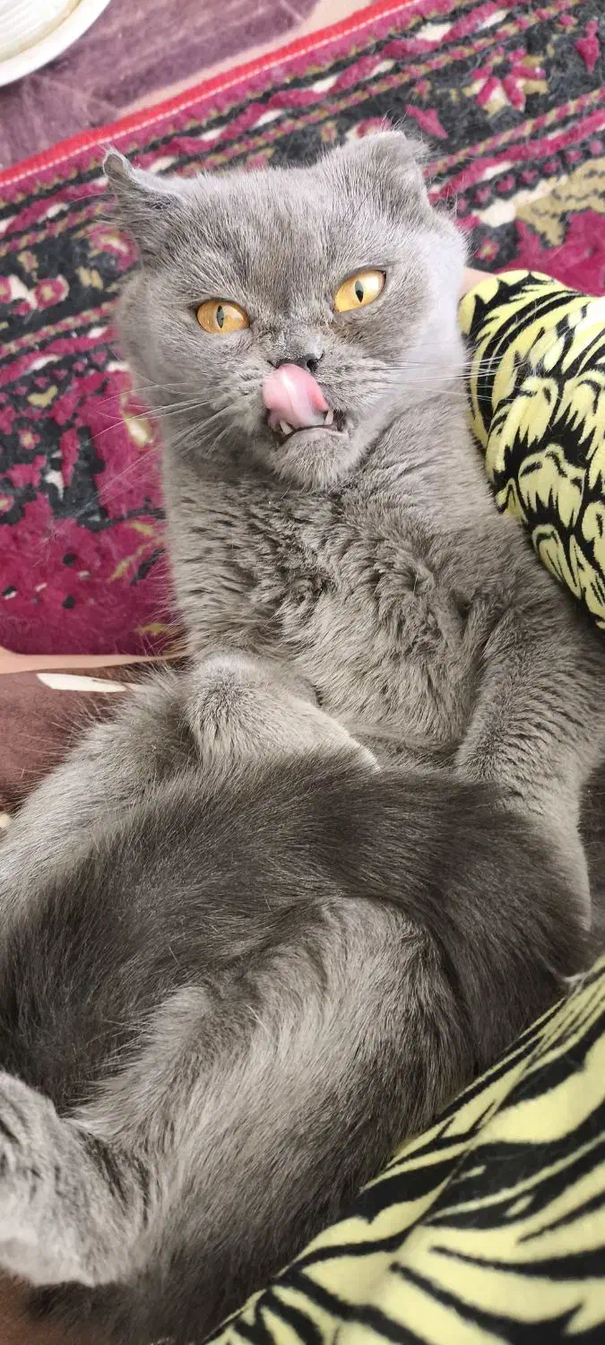 بیریتیش|گربه|شیراز, تندگویان|دیوار