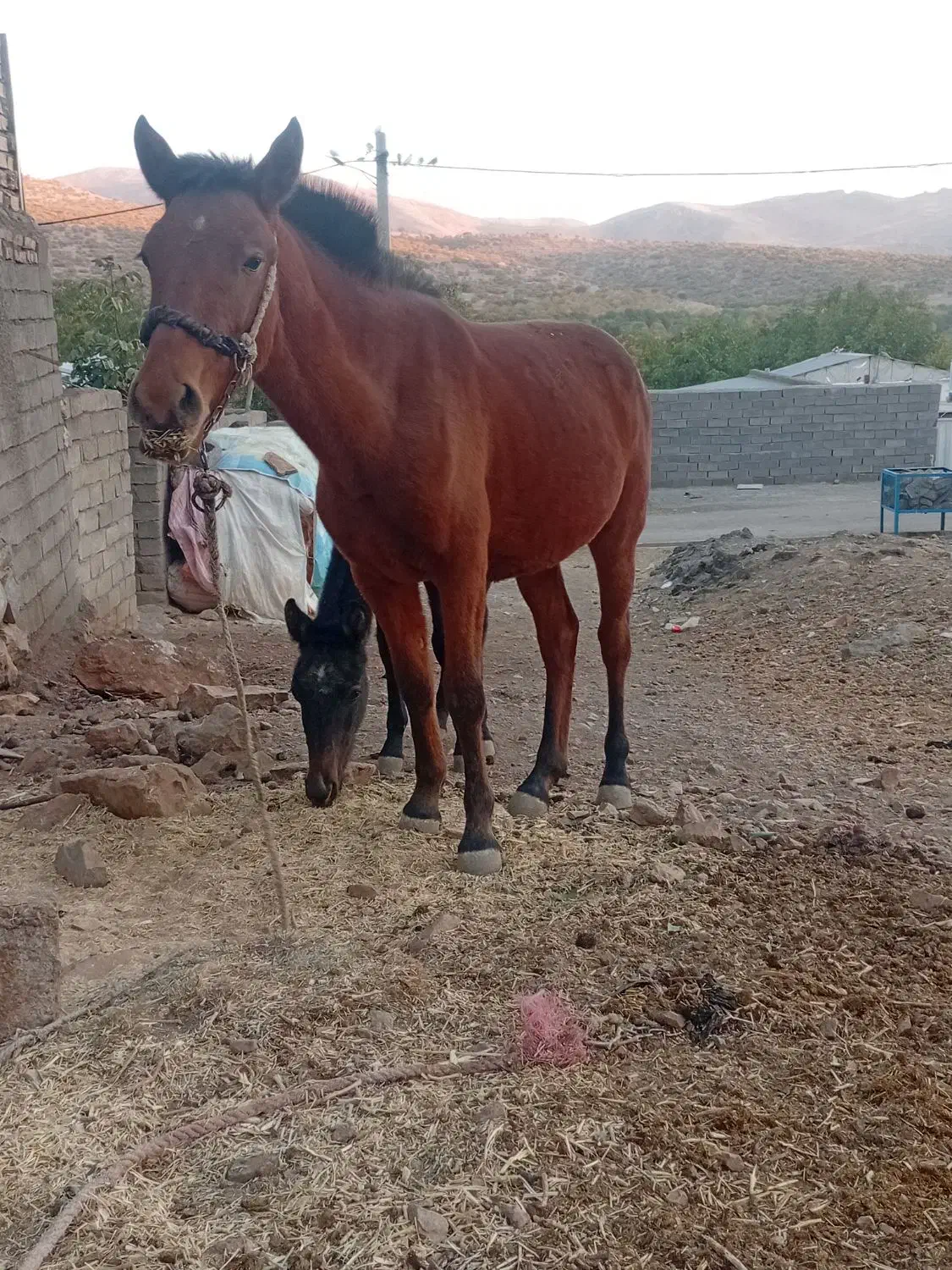 مادیون|اسب و تجهیزات اسبسواری|الشتر, |دیوار