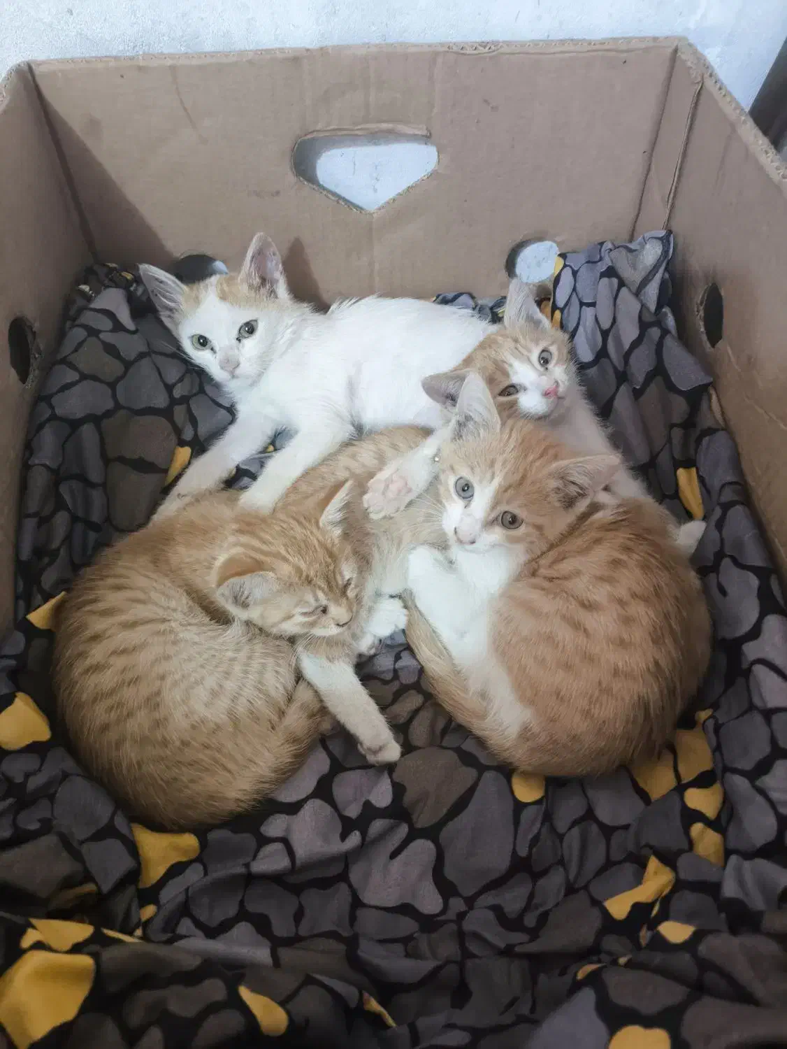 واگذاری بچه گربه|گربه|رشت, شالکو|دیوار