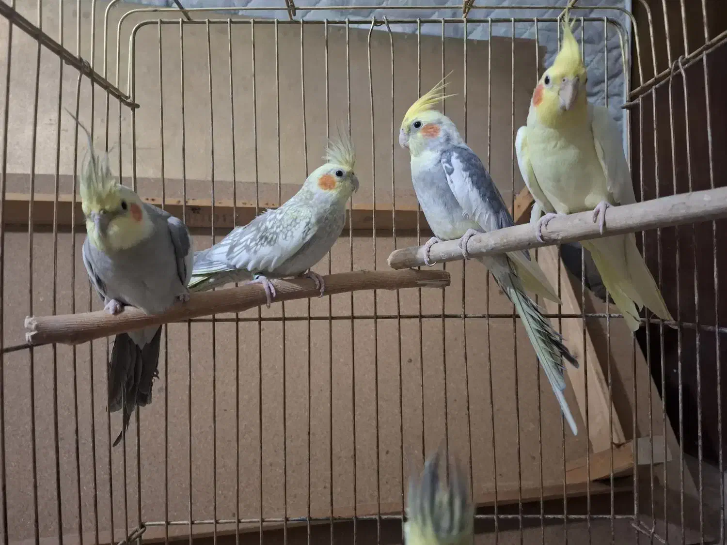 عروس هلندی|پرنده|تهران, جوادیه تهرانپارس|دیوار