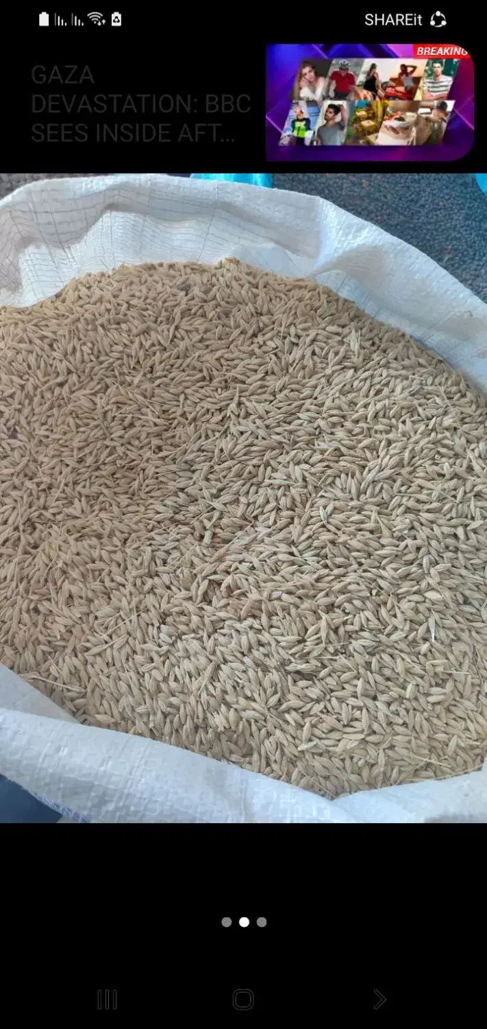 جو محلی|خوردنی و آشامیدنی|خواجه, |دیوار