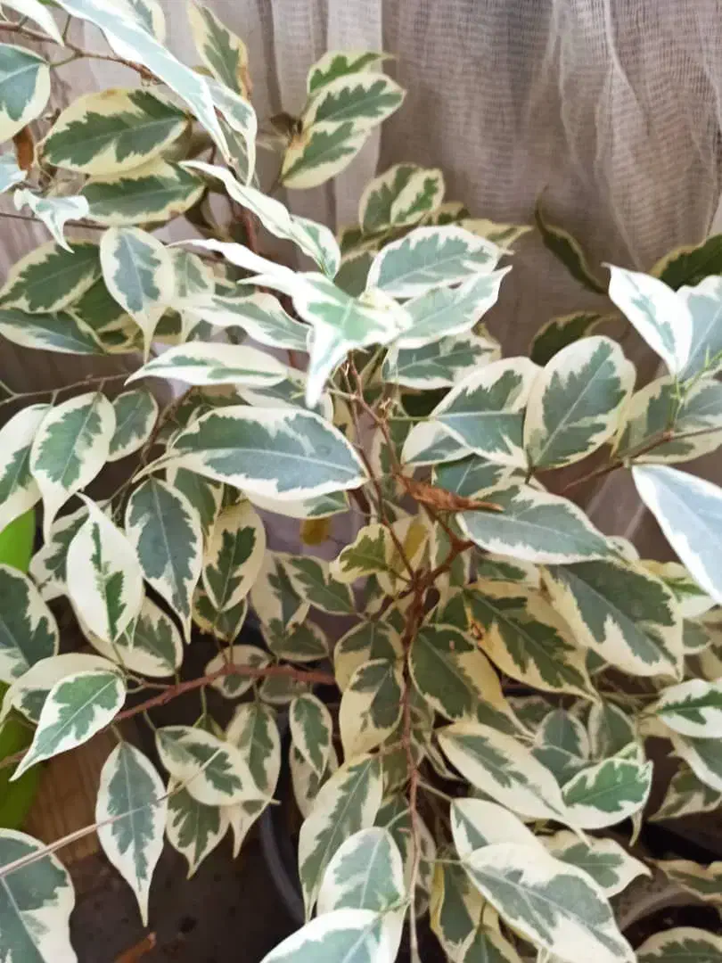 گیاه قشنگ|گل و گیاه طبیعی|سیرجان, |دیوار