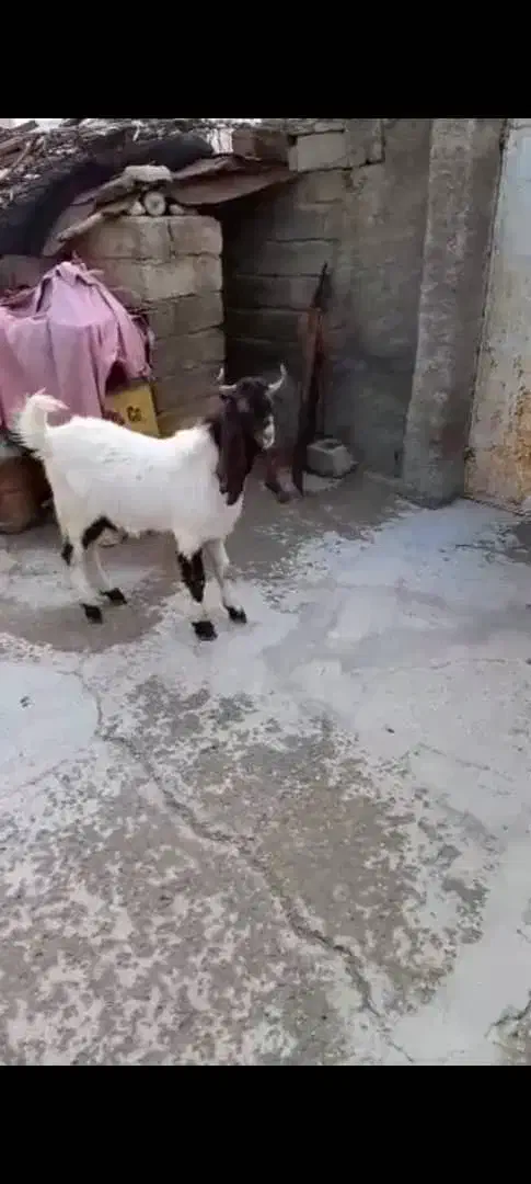 فروش|حیوانات مزرعه|آبدانان, |دیوار