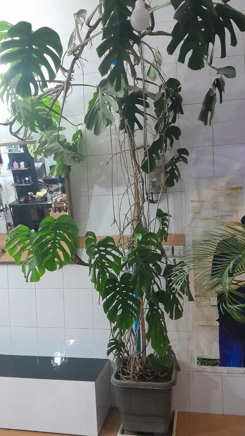 گل برگ انجیری|گل و گیاه طبیعی|مشهد, وکیل‌آباد|دیوار