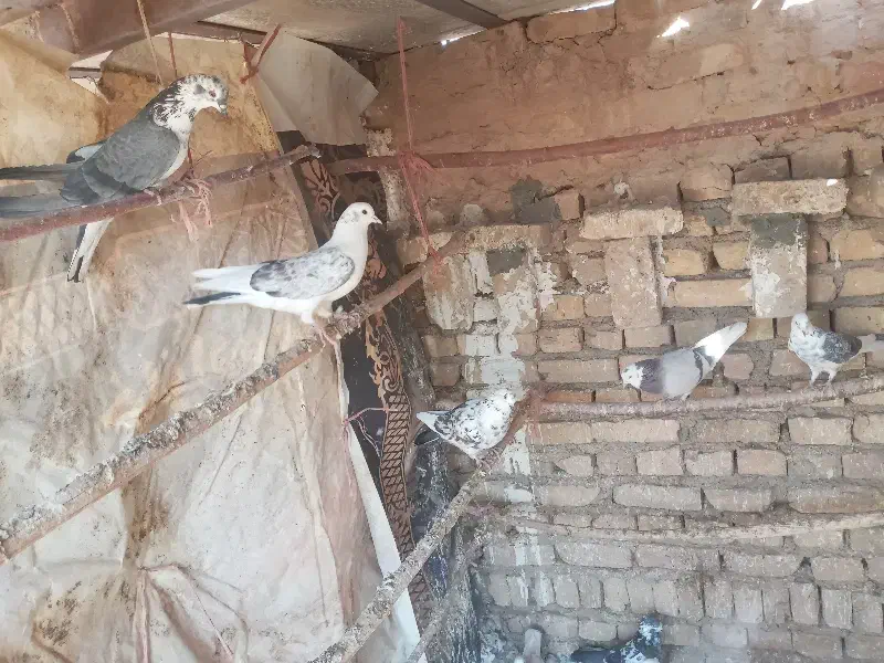 کبوتر‌|پرنده|جوادآباد, |دیوار