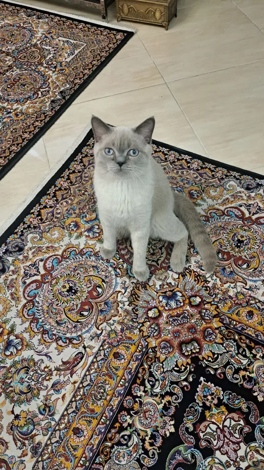 گربه نر عقیم شده|گربه|فردیس, منظریه|دیوار