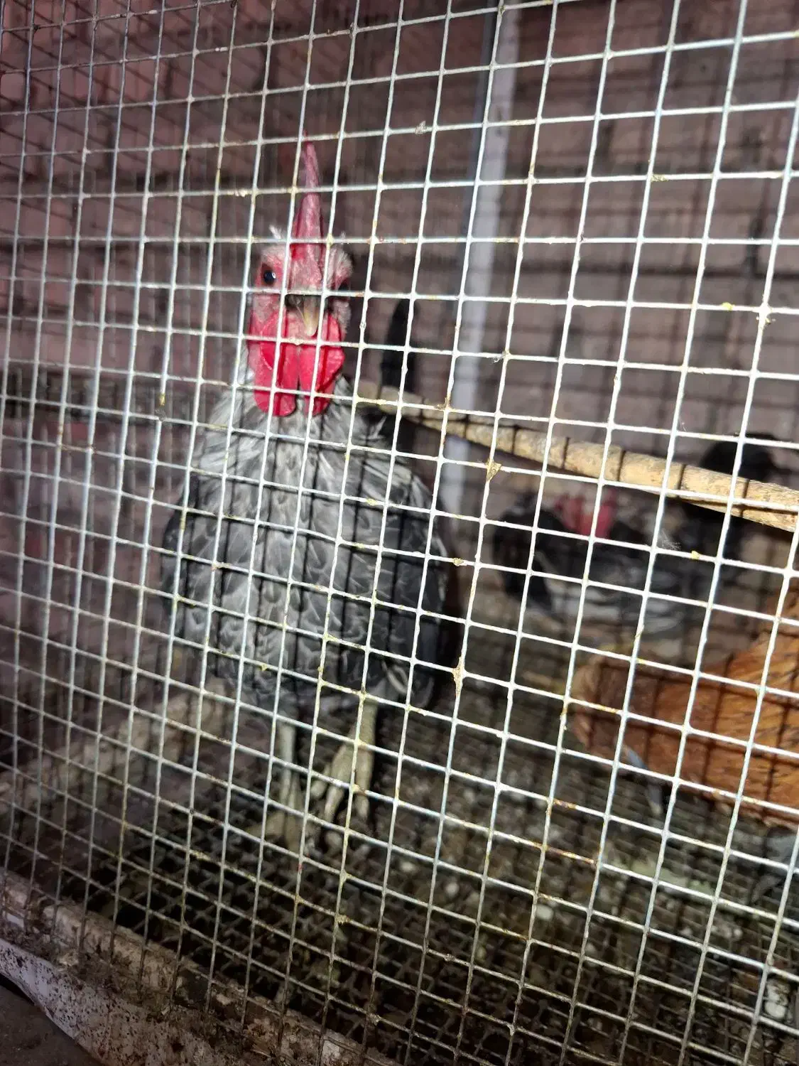 خروس جاپینز|حیوانات مزرعه|اسلامیه, |دیوار