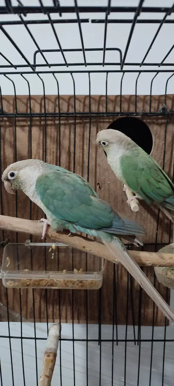 جفت گرینچیک سخنگو سرحال و کشیده|پرنده|شاهرود, |دیوار