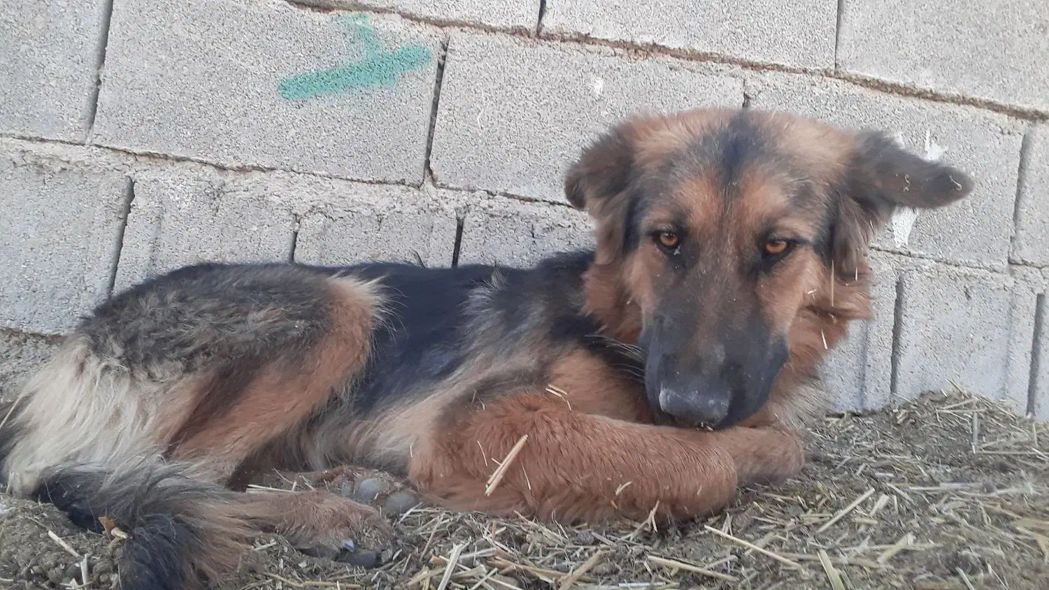 سگ ژرمن مایه واگزاری|سگ|صومای برادوست, |دیوار