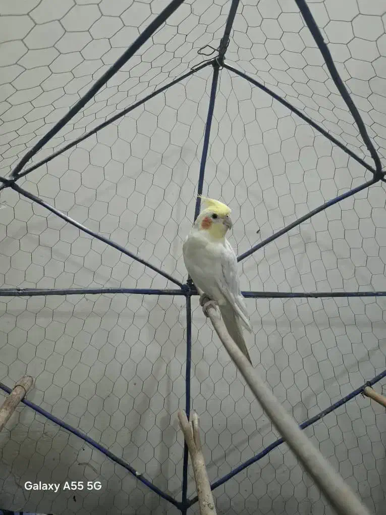 عروس هلندی لوتینیو|پرنده|خرمشهر, |دیوار