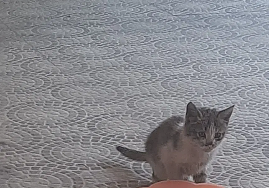 بچه گربه|گربه|ساوه, |دیوار