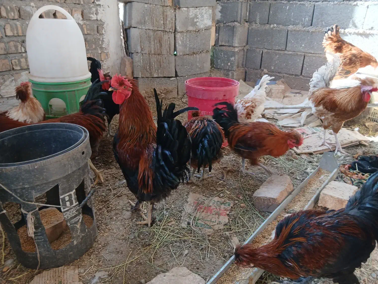 بوقلمون نر وخروس تعدادبالا فروشی|حیوانات مزرعه|کاشان, مشکات|دیوار