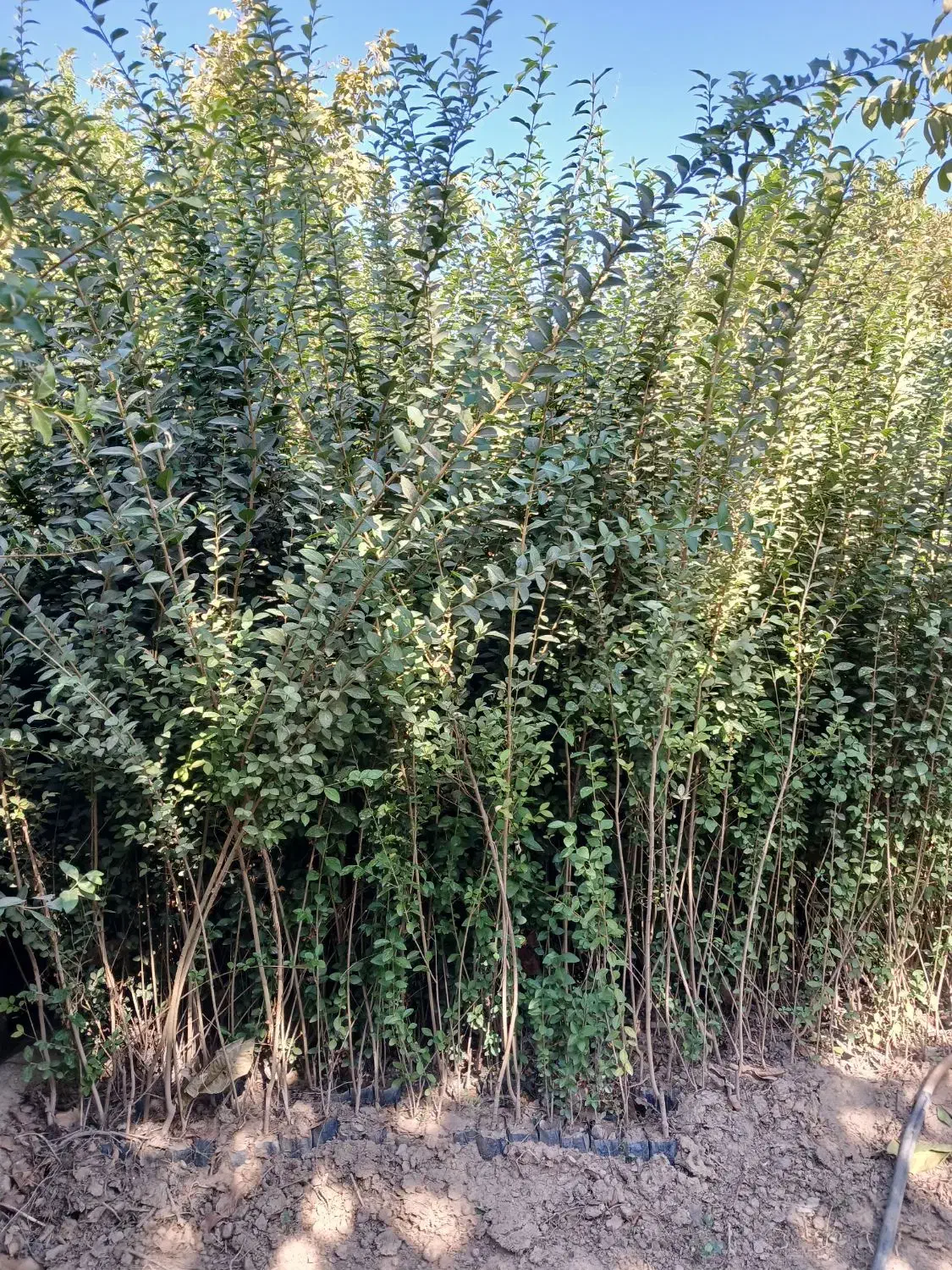 ترون ۲ متری|خدمات باغبانی و درختکاری|فردیس, شهرک ناز|دیوار