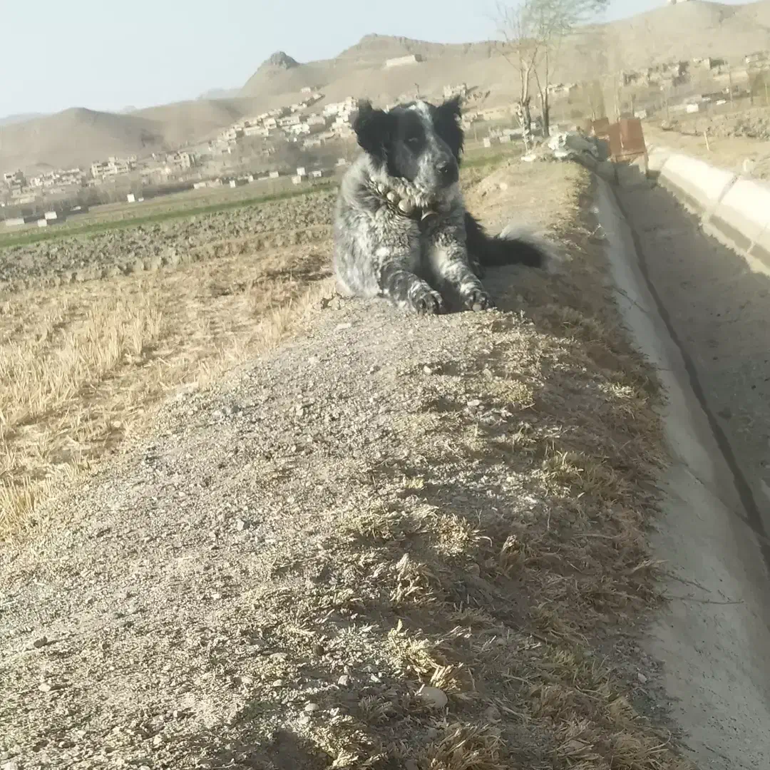 سگ لاس قدرجونی|سگ|مبارکه, |دیوار