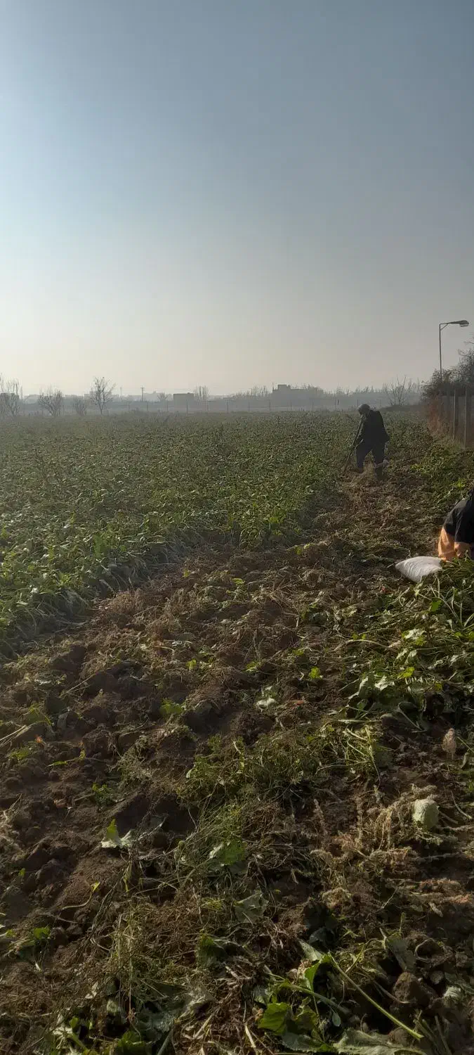 چغندر تازه و شیرین|لوازم جانبی حیوانات|میاندوآب, |دیوار