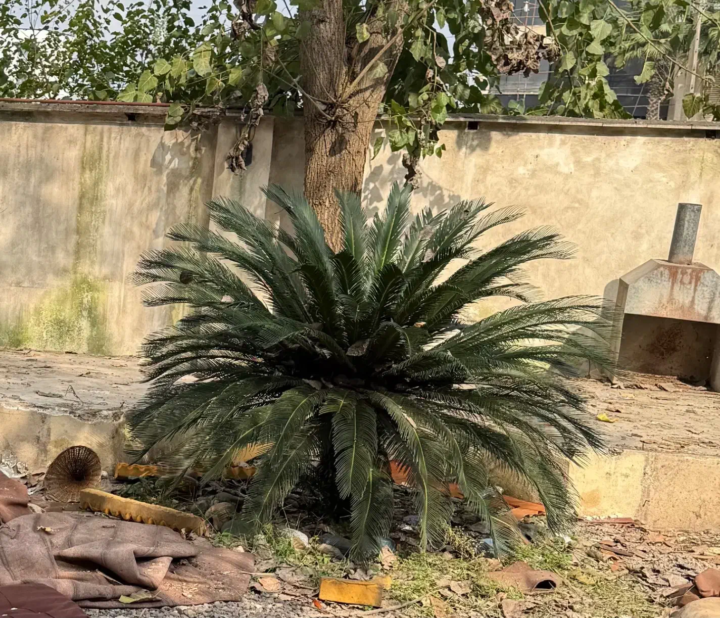 سیکاس ۱۴ساله|گل و گیاه طبیعی|لاهیجان, کوی خزر|دیوار