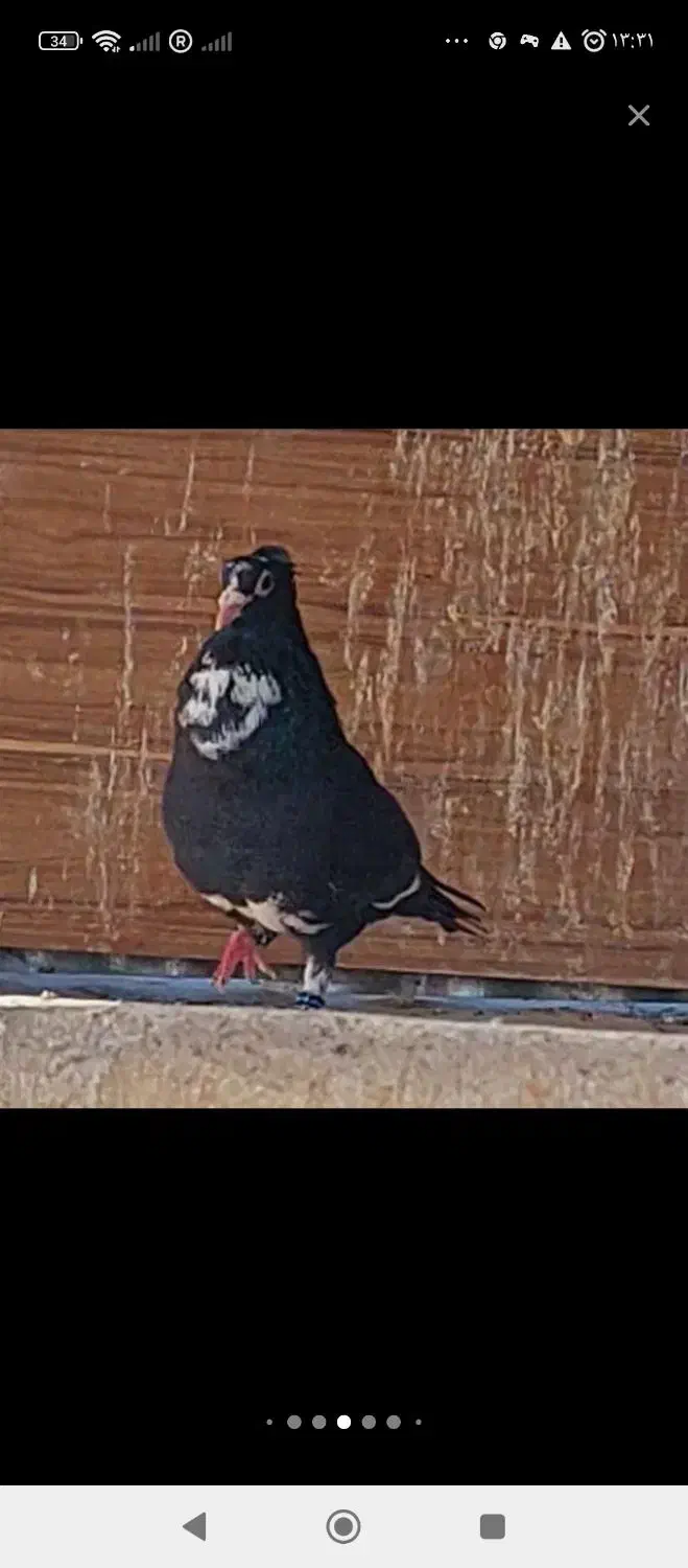 طوقی|پرنده|کوهبنان, |دیوار