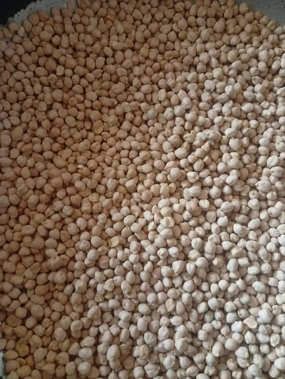 نخود|خوردنی و آشامیدنی|چگنی, |دیوار