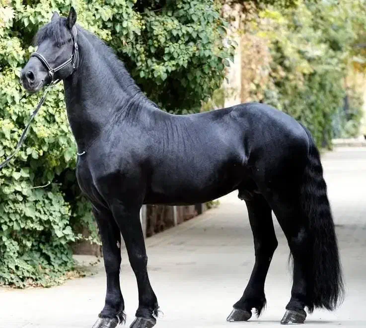 فروش تعدادی اسب از همه نژاد ها|اسب و تجهیزات اسب‌سواری|تهران, انبار نفت|دیوار