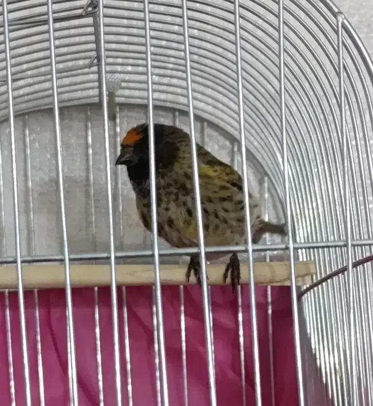 گلبسر نر|پرنده|شاهینشهر, مسکن مهر|دیوار