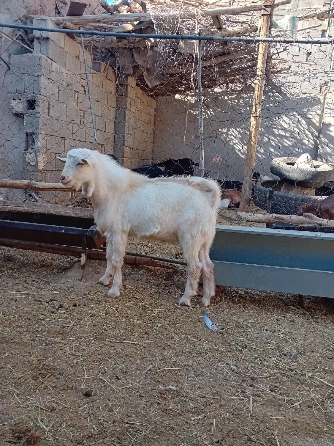 فروش یک عدد نر بزغاله سانن|حیوانات مزرعه|بسطام, |دیوار