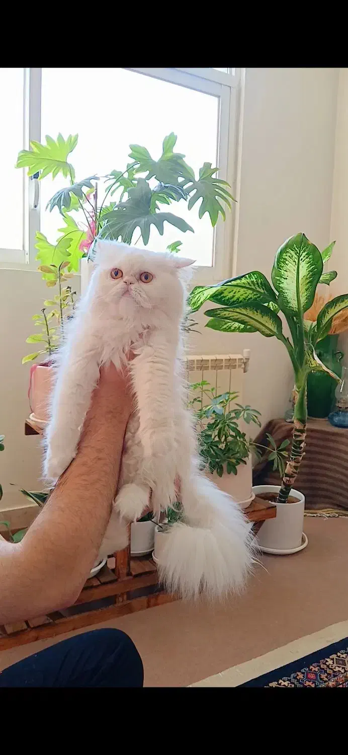 پرشین کت|گربه|اصفهان, جامی|دیوار