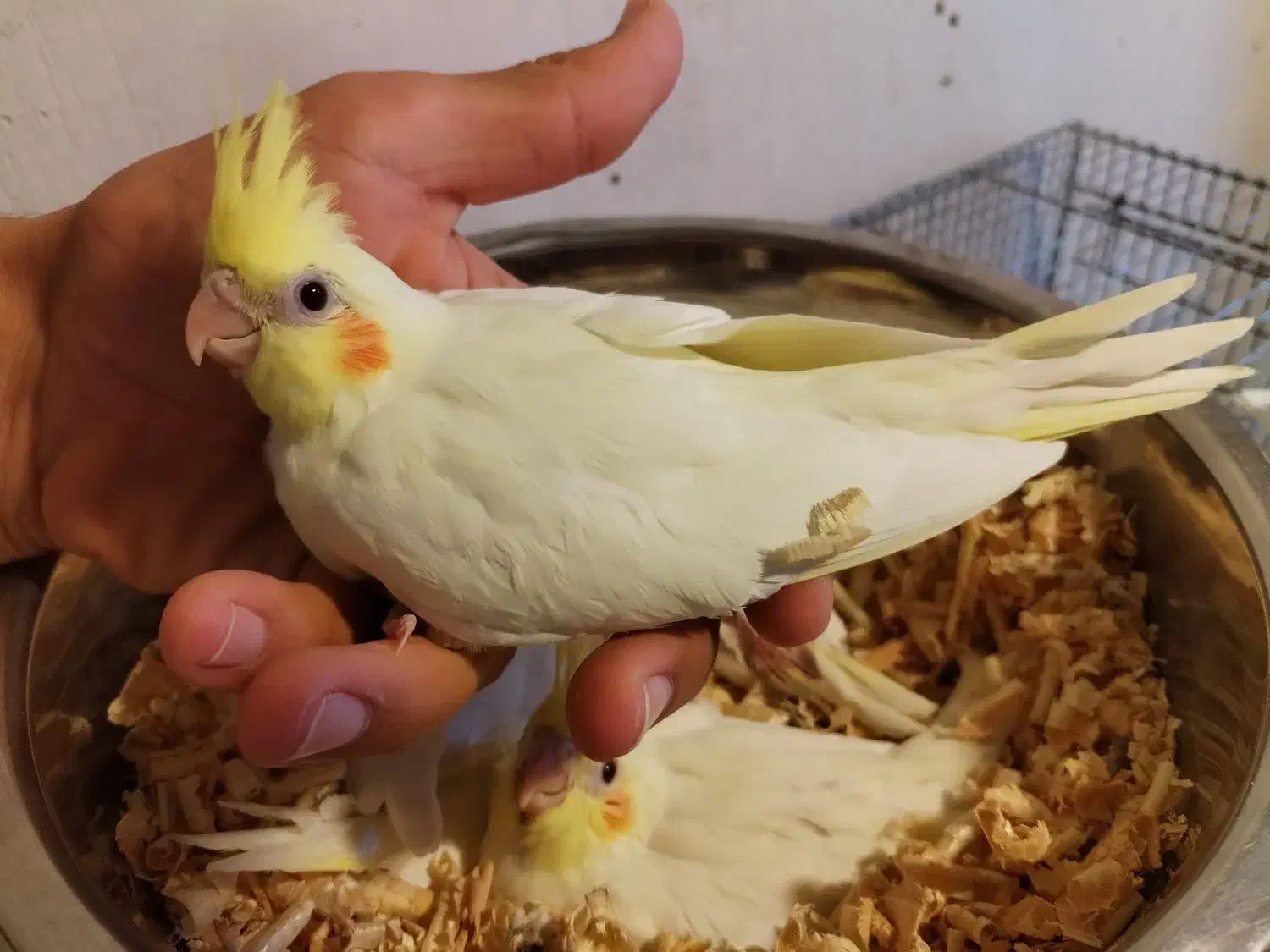 جوجه عروس لوتینو سرلاکی|پرنده|بوکان, |دیوار