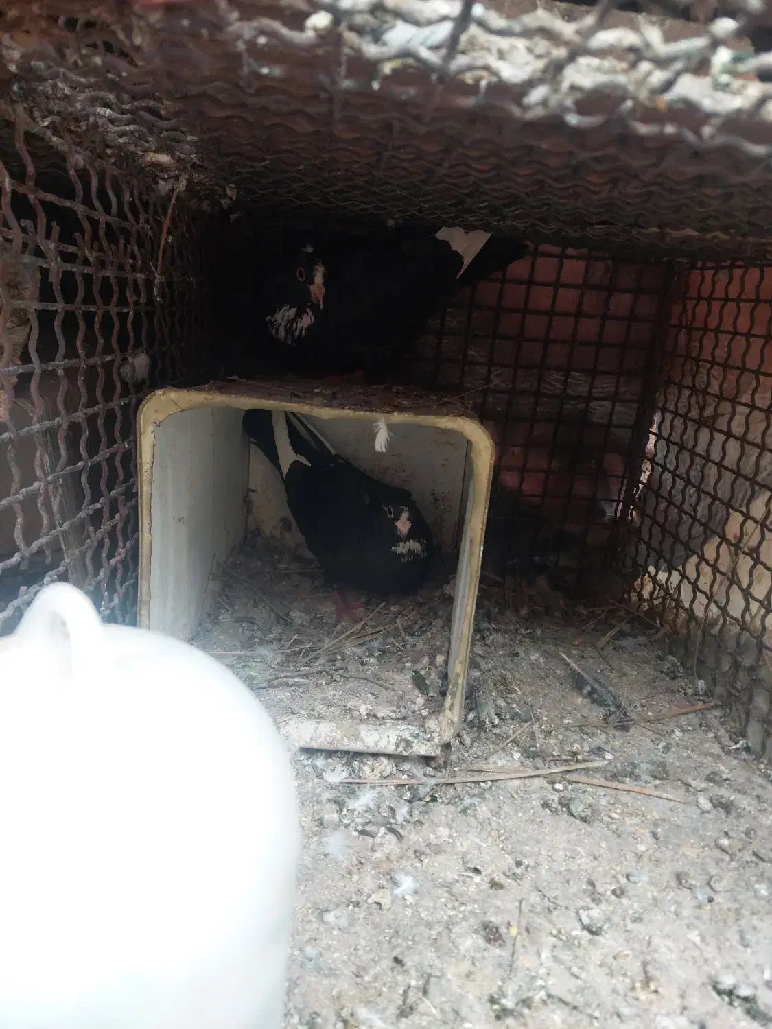 کبوتر|پرنده|کرمان, |دیوار