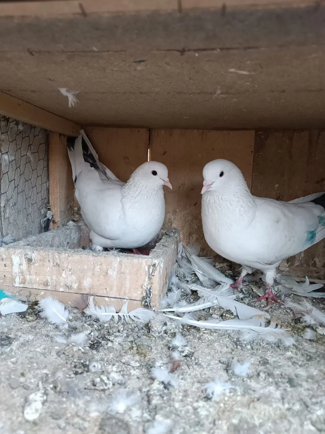 کفتر|پرنده|چهاردانگه (تهران), |دیوار