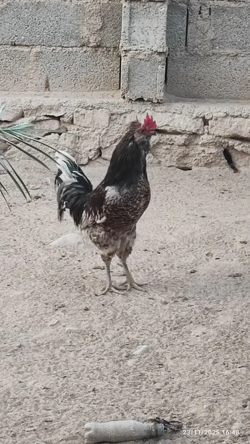 فروش خروس محلی اصل|حیوانات مزرعه|خورموج, |دیوار