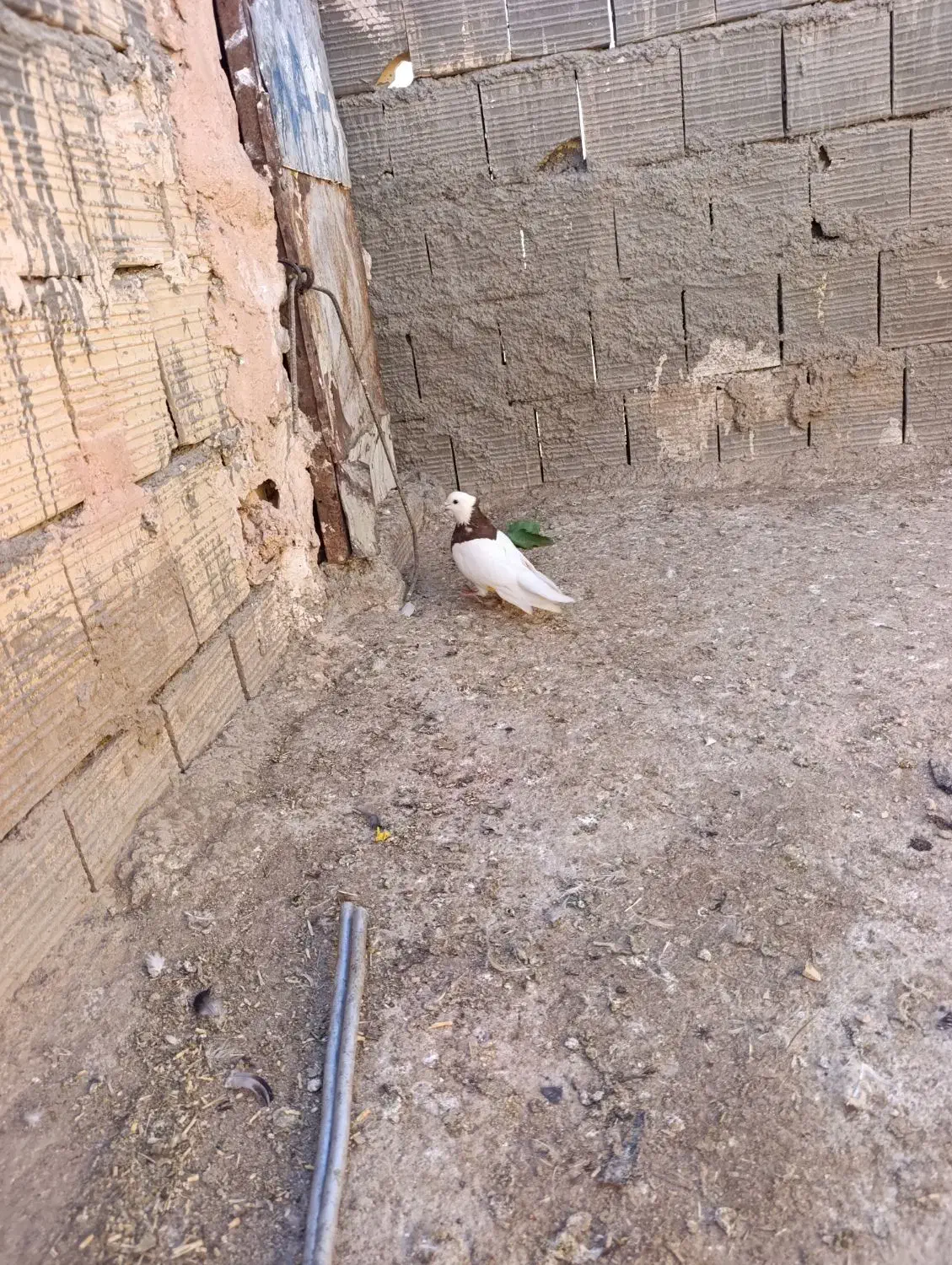 کبوتر|پرنده|جوین, |دیوار