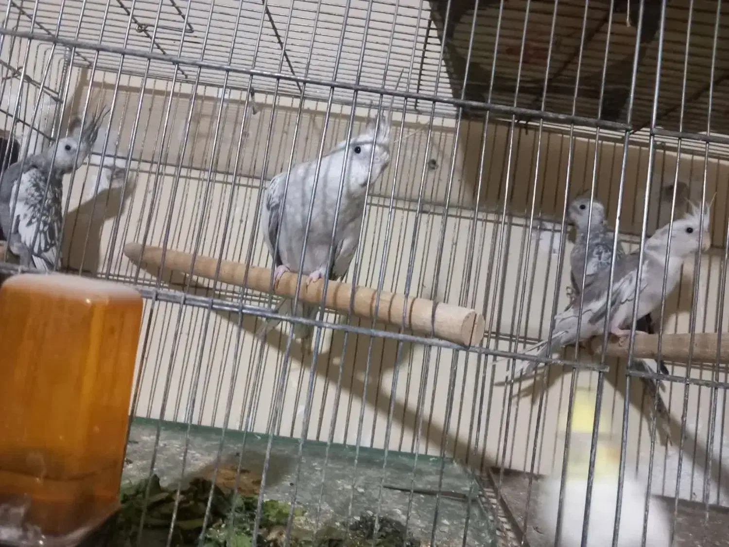 چهارتا عروس هلندی|پرنده|بهارستان, |دیوار