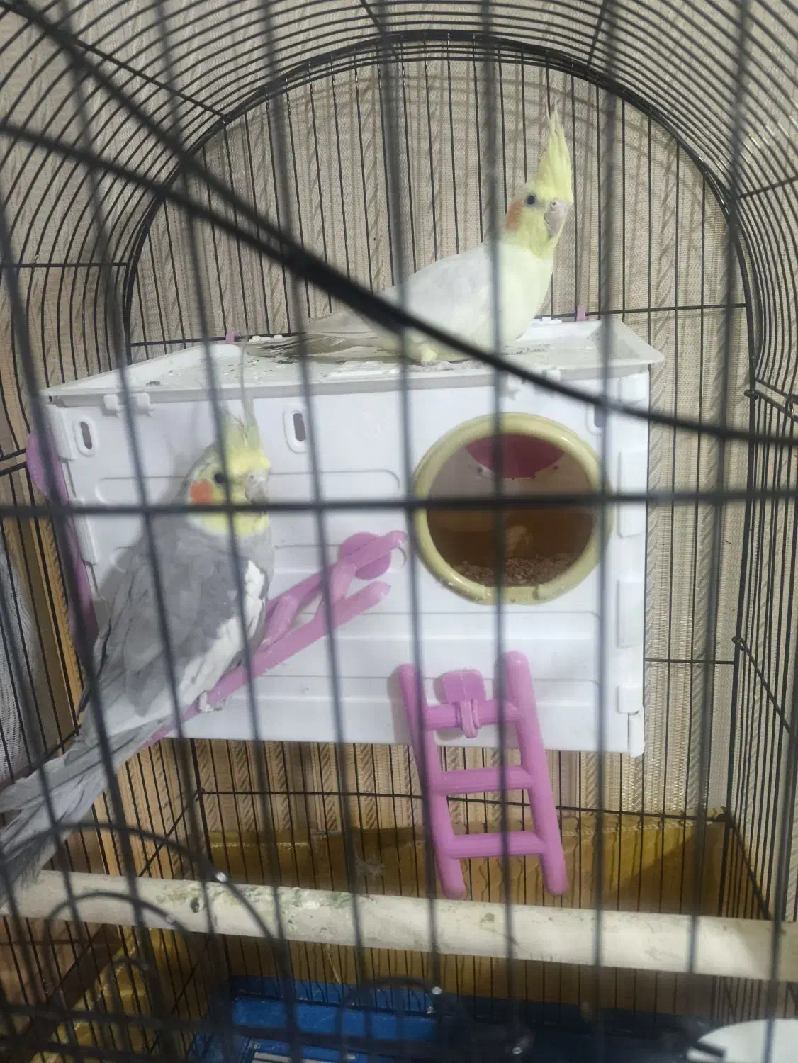 عروس هلندی|پرنده|شیراز, شهرک گلستان|دیوار