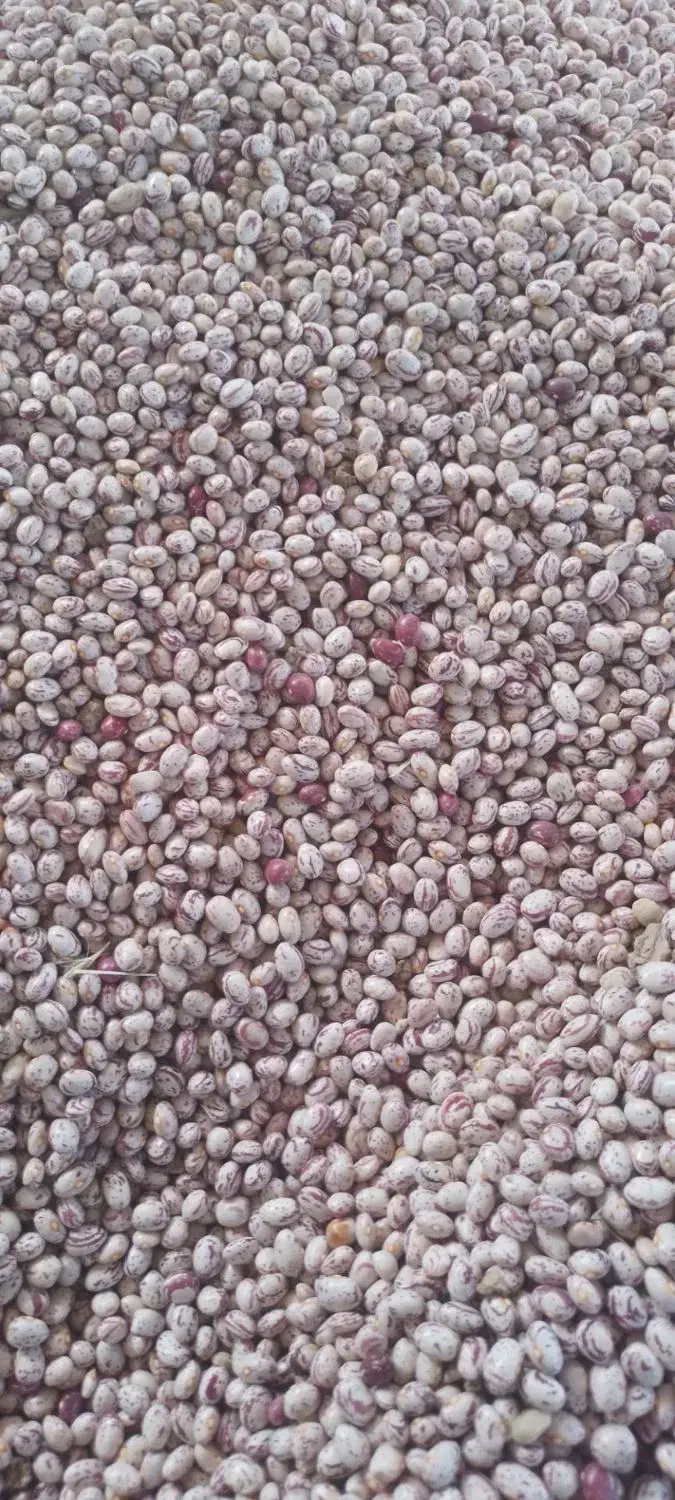 لوبیا چیتی درجه۱ درشت|عمده‌فروشی|ایجرود, |دیوار