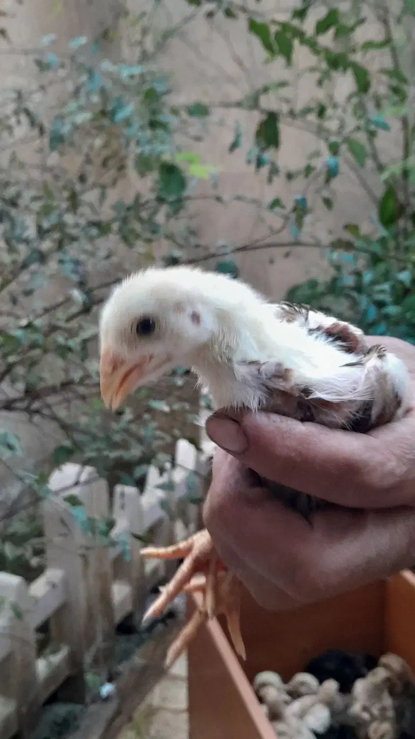 جوجه لاری اصیل|حیوانات مزرعه|صومعهسرا, |دیوار