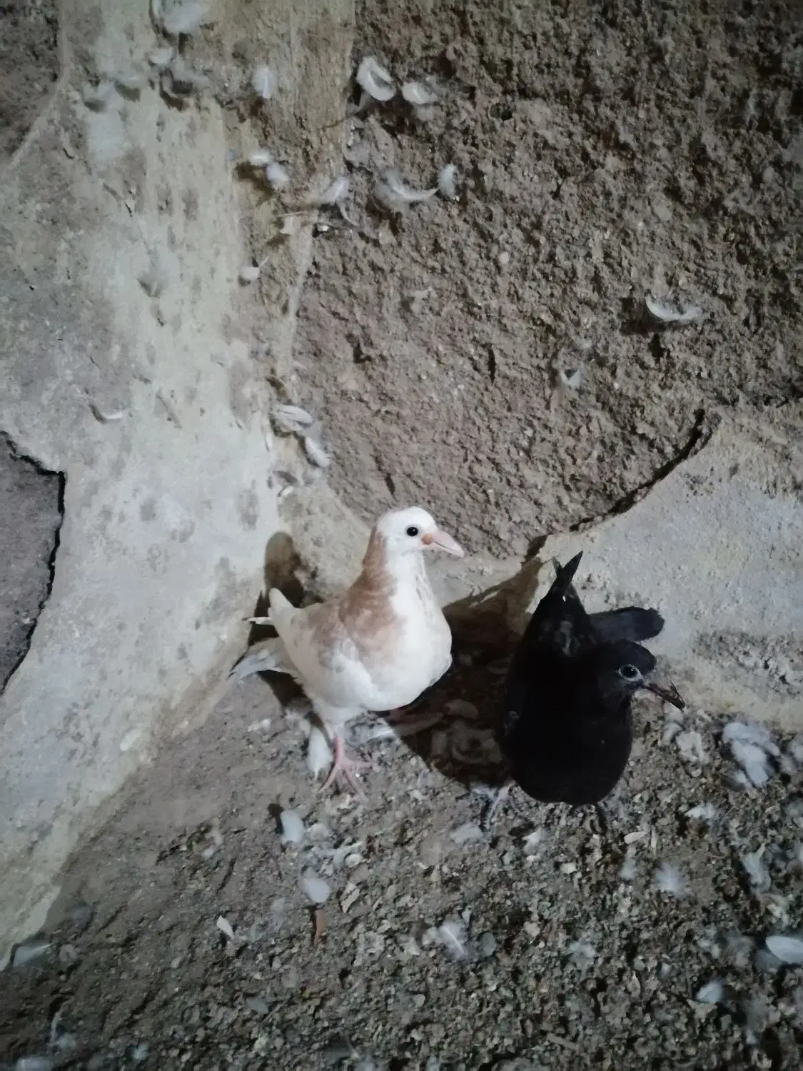 پرنده|پرنده|مشهد, قائم|دیوار