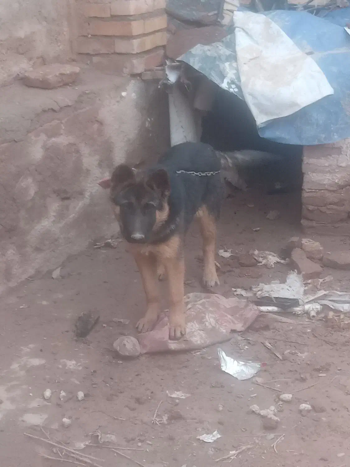 سگ ژرمن|سگ|نیشابور, رحمت آباد|دیوار