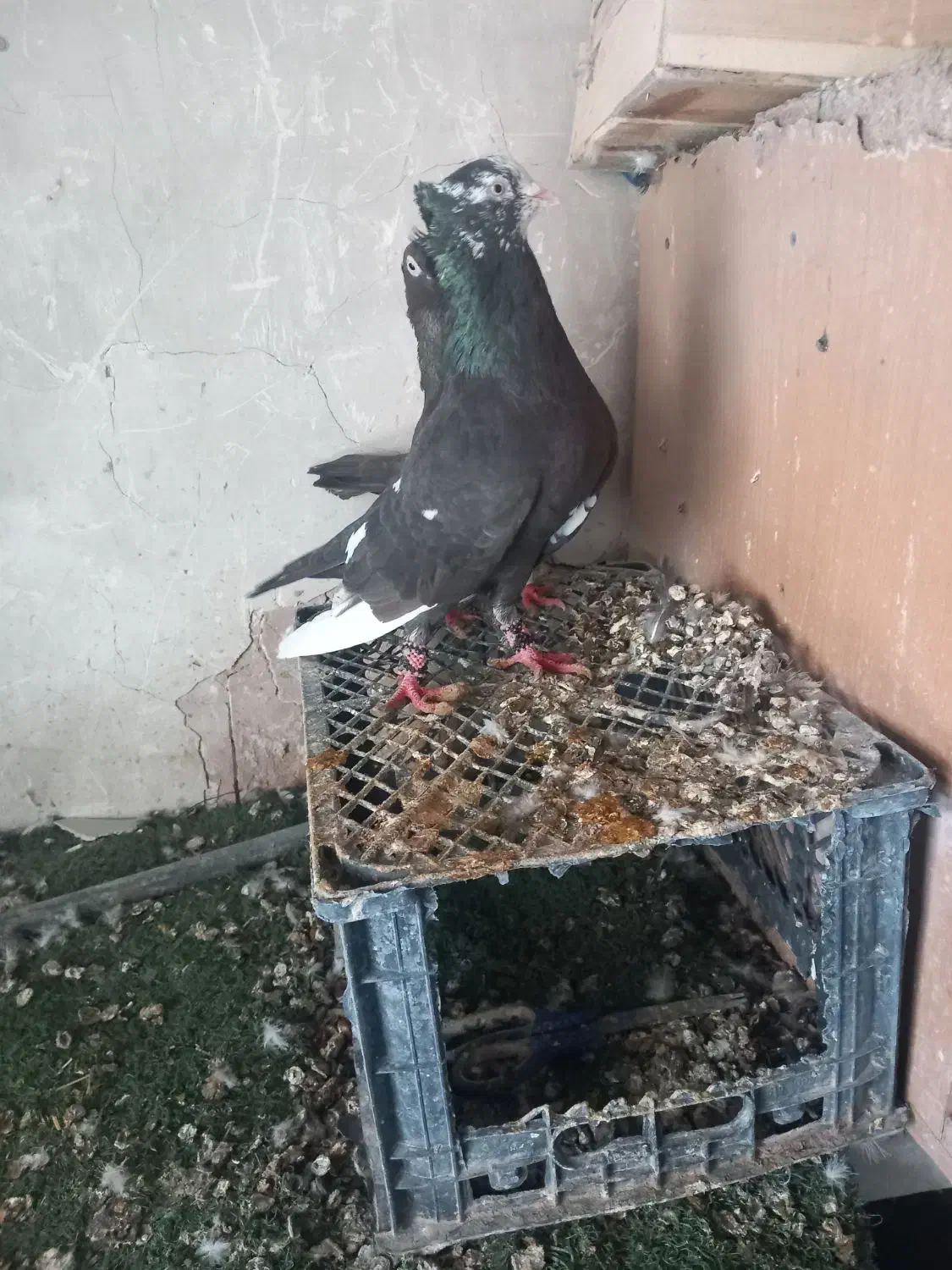 نر دم تریاکی|پرنده|شوش, |دیوار