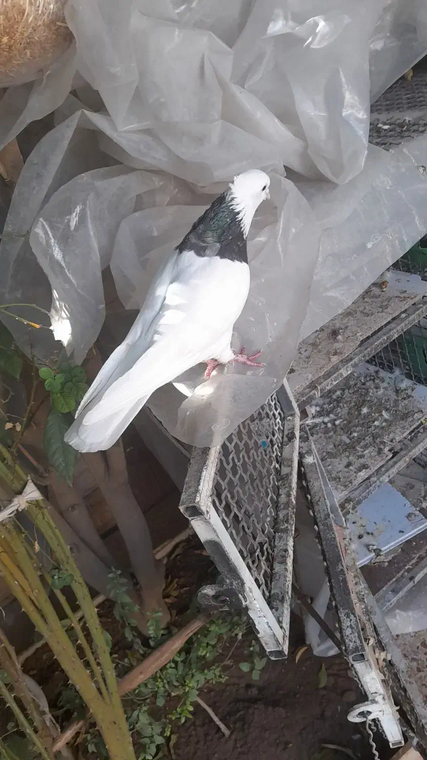 طوقی ۳ عدد|پرنده|ایذه, |دیوار