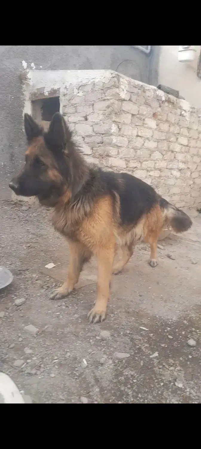 ژرمن ماده|سگ|کبودرآهنگ, |دیوار