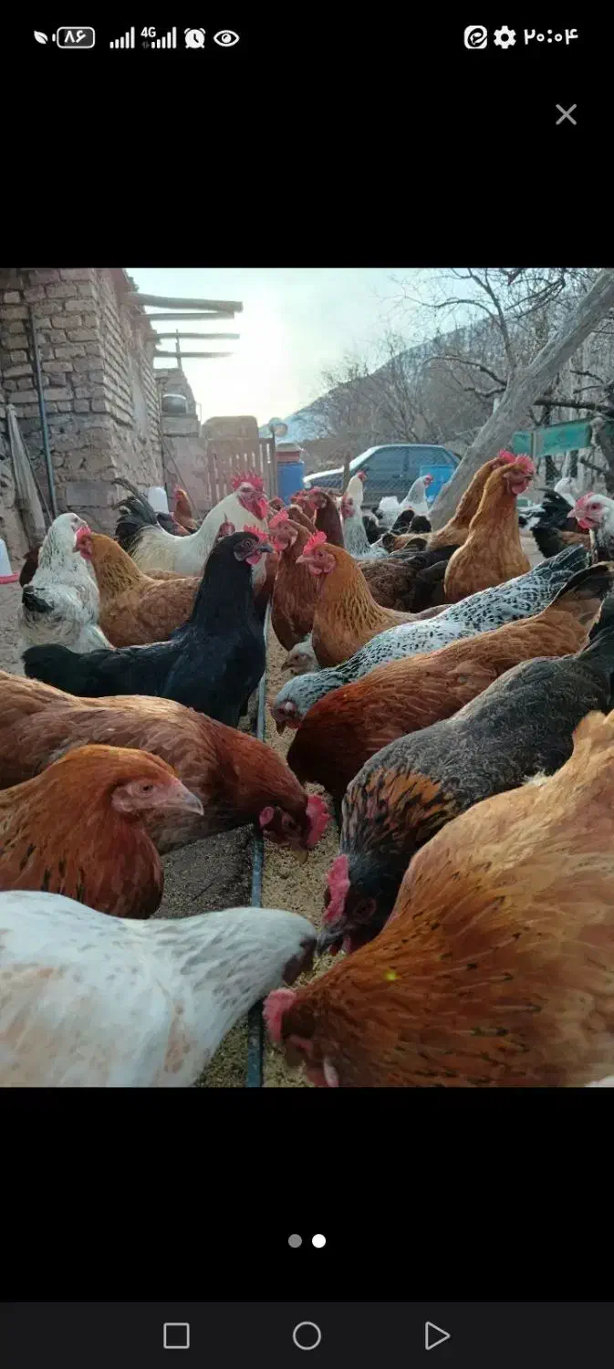 تخم مرغ ارگانیک|خوردنی و آشامیدنی|قم, زنبیل آباد|دیوار